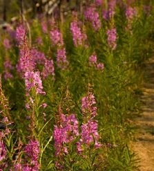 Go Trekkers Willmore Provincial Park Map Maps