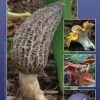 Partners West A Field Guide To Edible Mushrooms Of The Pacific Northwest Books