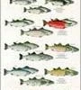 Partners West Mac's Field Guide To North America/Salmon And Trout