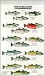 Partners West Mac's Field Guide To North America/Salmon And Trout