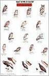Partners West Mac's Field Guide To Birds Of Prey Of North America Books