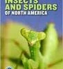 Partners West Books Field Guide To Insects And Spiders Of North America